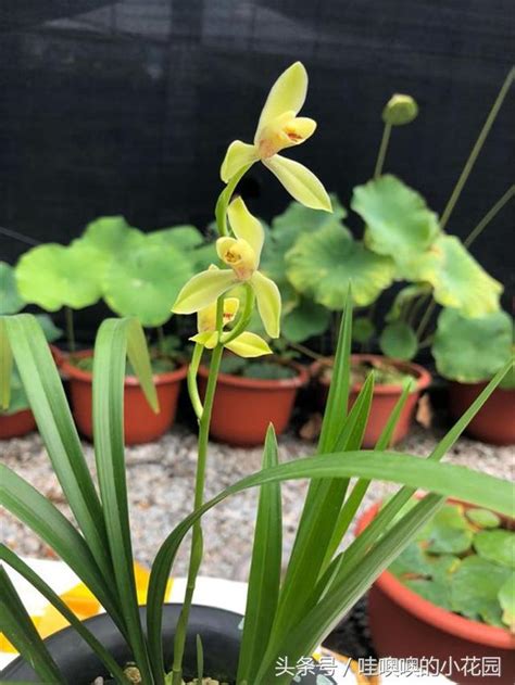 養蘭花|蘭花怎麼養？養蘭花植料的秘訣，輕鬆養出健康蘭花 